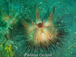 This photo of a sea urchin lit up with my flash and came ... by Andrew Falconer 